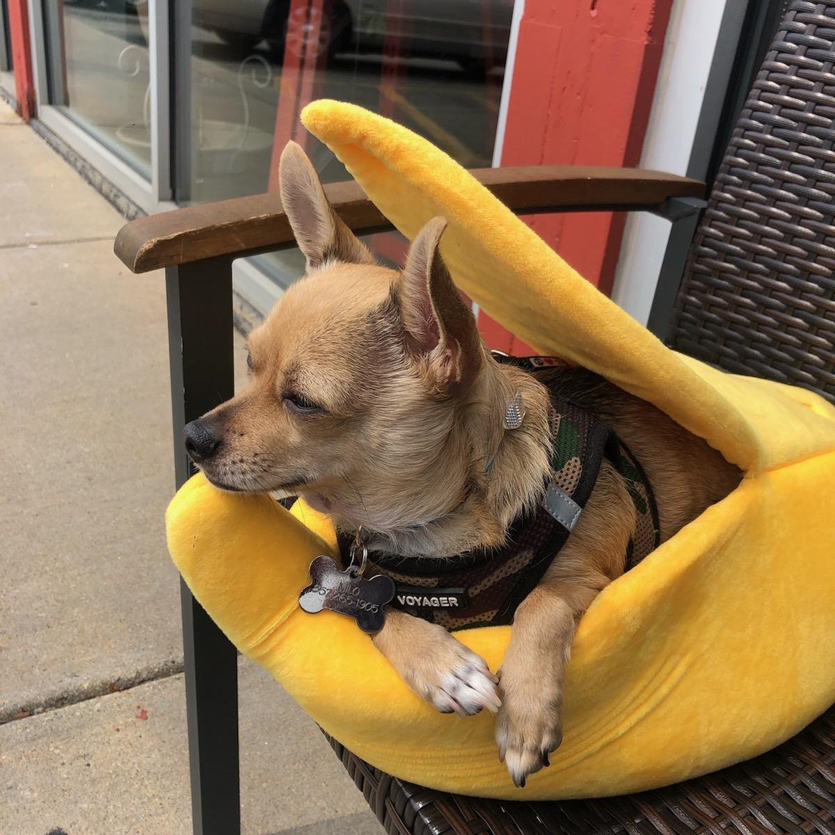Creations Banana Cave Beds For Dogs Cat Small to X-Large Size